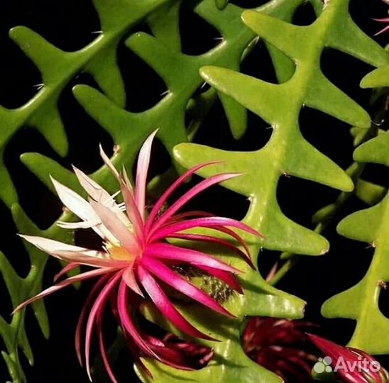 Эпифиллумы цены подписаны