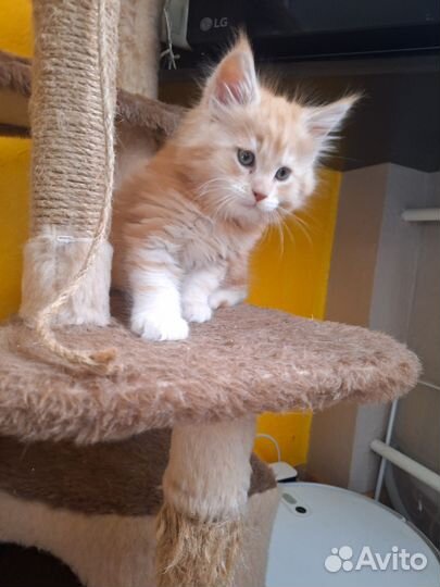 Котята мейн-кун