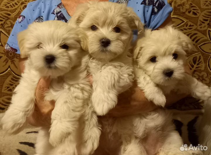 Щенки мальтезе