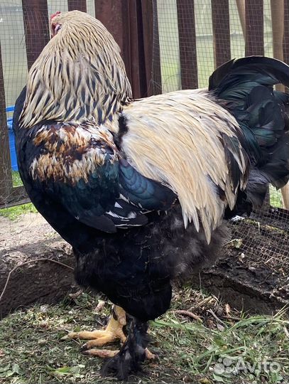 Петух ручной