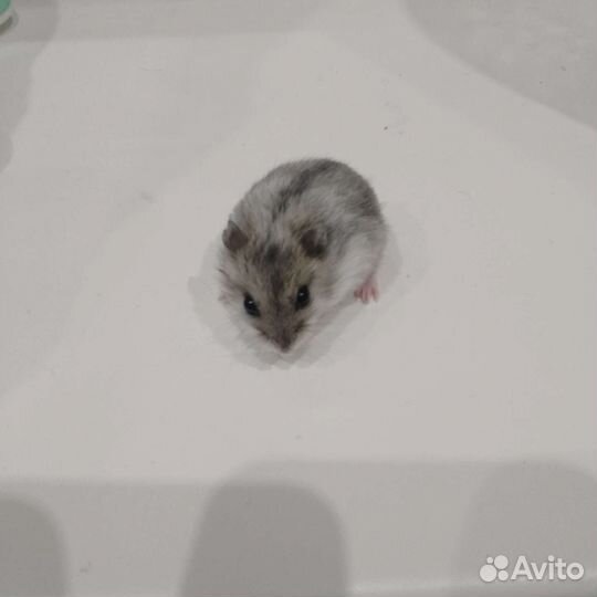 Джунгарский хомяк мальчик