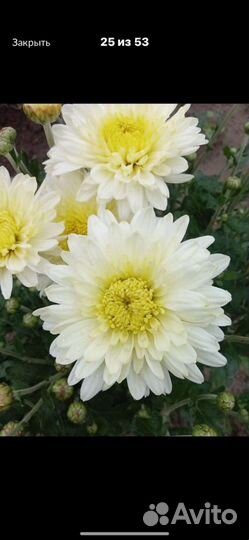 Кустовые хризантемы (зимующие корейки)