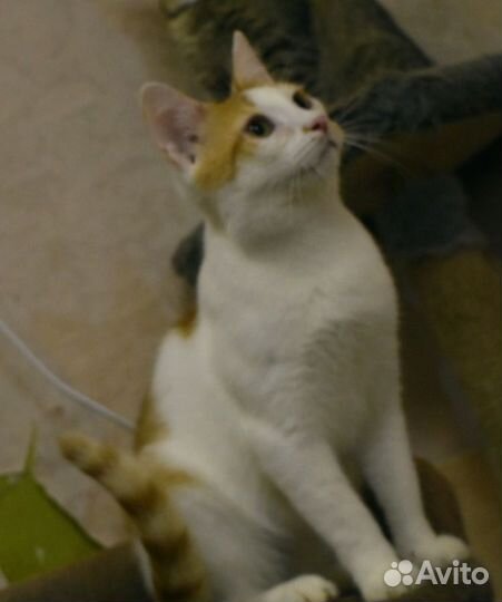 Котики