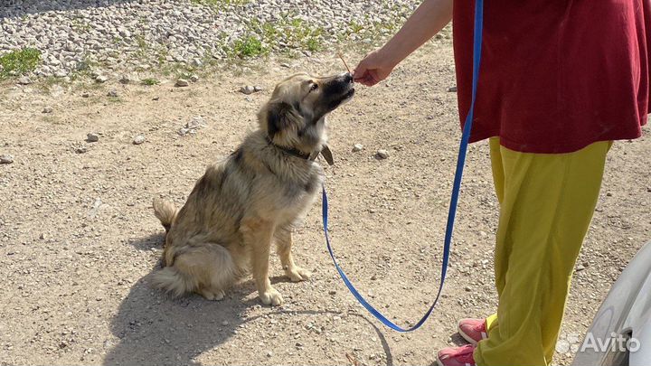 Собака в добрые руки отдам бесплатно