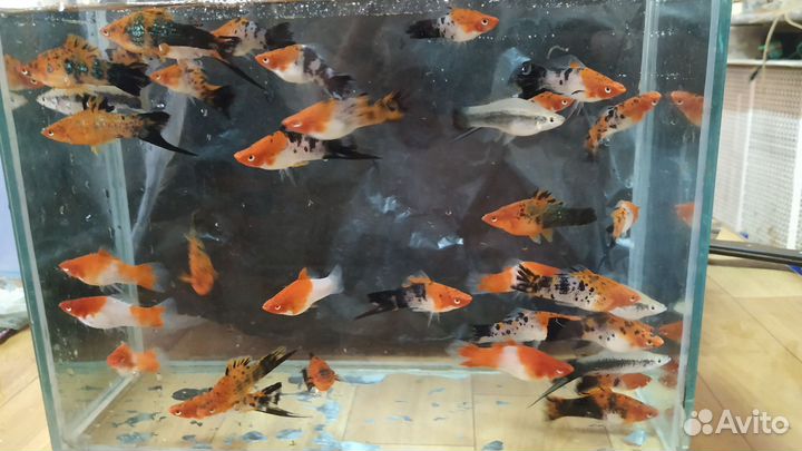 Аквариумные рыбки