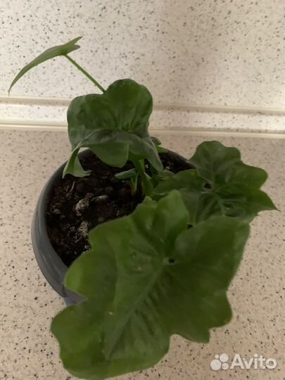 Филодендрон Кудрявый Атом