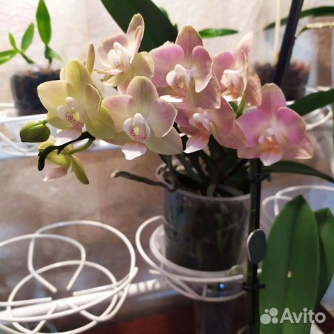 Орхидея мультифлора бронь
