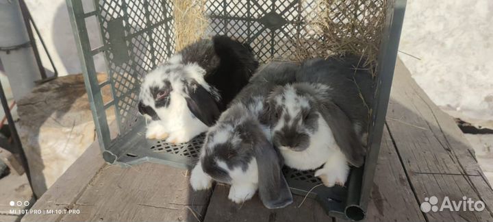 Кролики французский баран