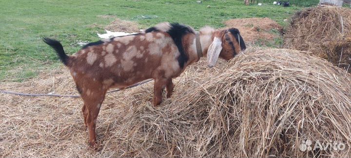 Англо нубийские козы