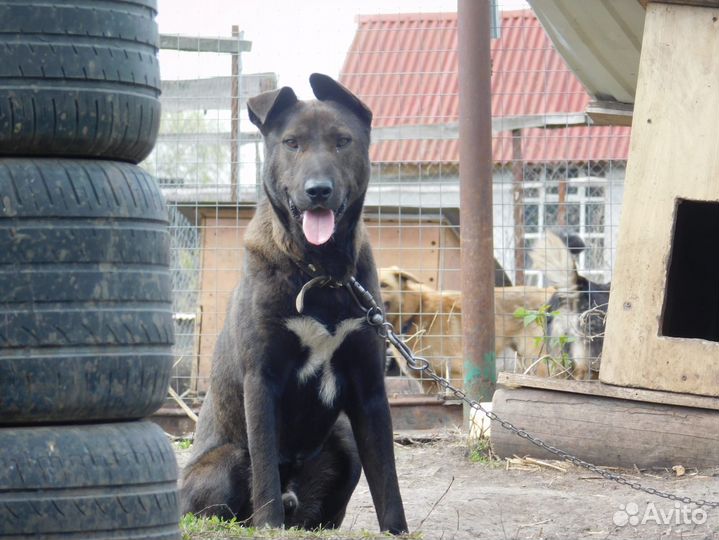 Собака - Гор, король охраны