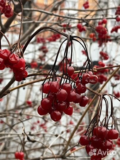 Продаю калину