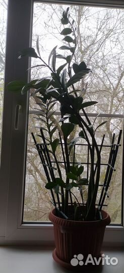 Замиокулькас (долларовое дерево)