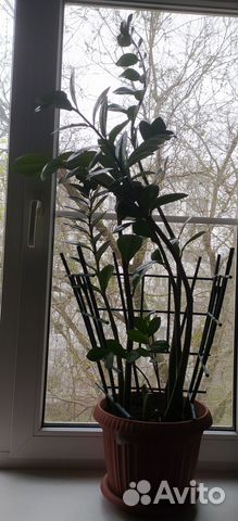 Замиокулькас (долларовое дерево)