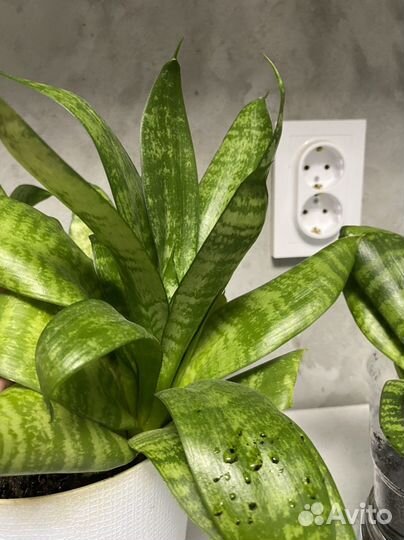 Сансевиерия трехполосная