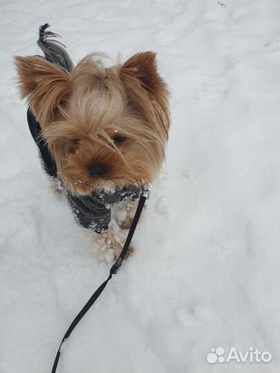 Вязка кобель ищет невесту