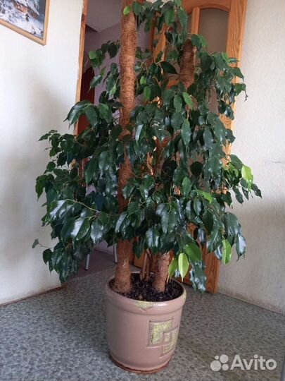 Кордилина, фикус