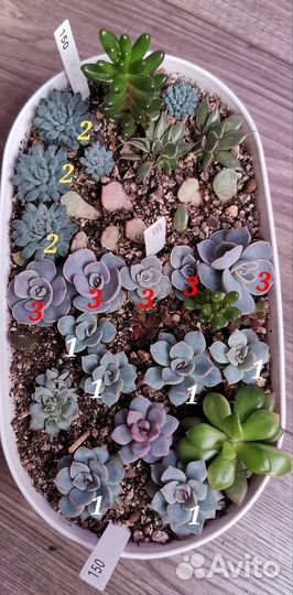 Часть 2 Суккуленты,эхеверия, комнатные цветы