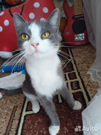 Кошка в дар