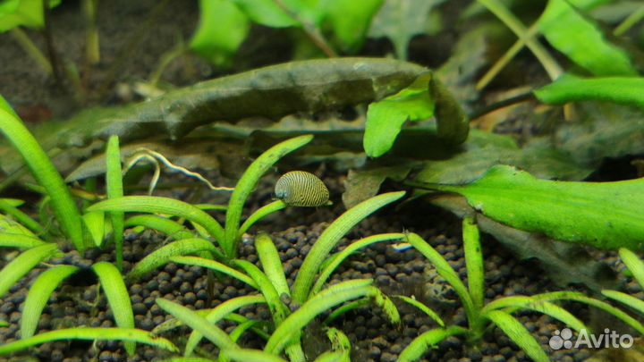 Теодоксус улитка