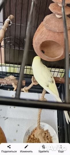 Волнистый попугай самец