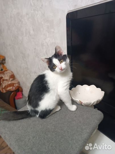 В добрые руки