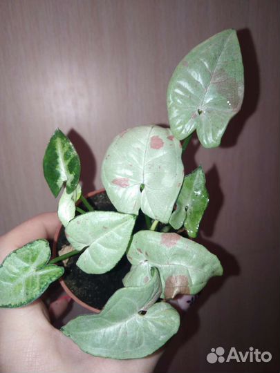 Сингониум dazzle color