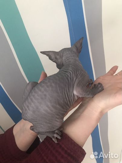 Канадский сфинкс