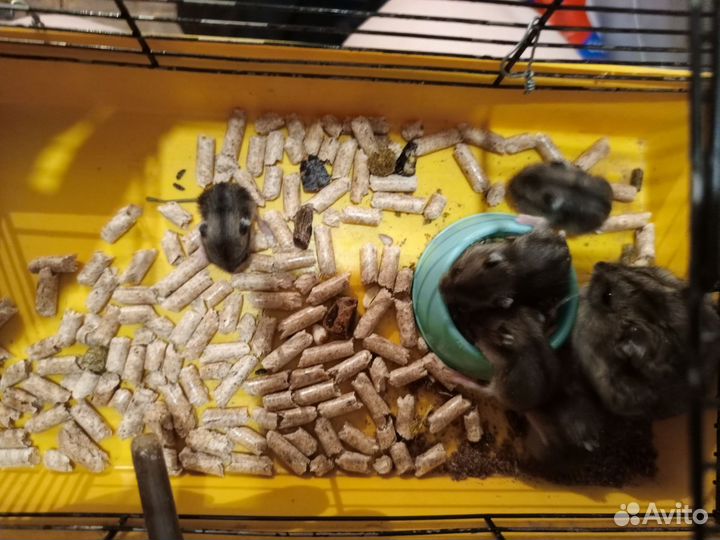 Джунгарский хомяк