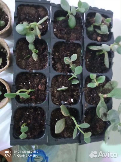 Крассула бесплатно