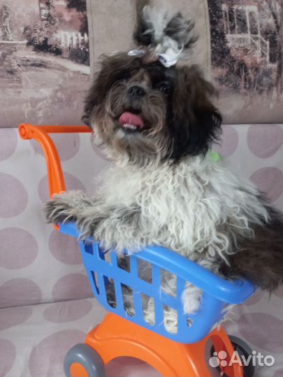 Собака ши-тцу