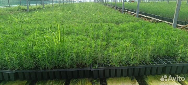 Сеянцы сосны зкс оптом