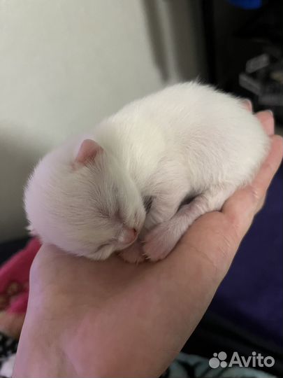 Кошечка в добрые руки