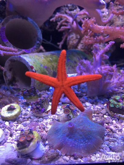 Морская живность и все для запуска