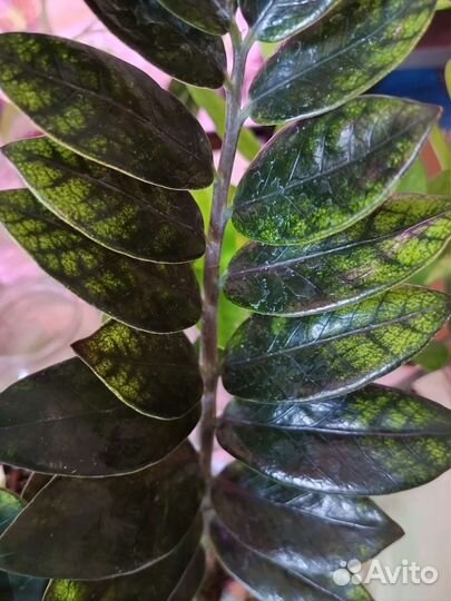 Замиокулькас вариегатный Чёрный Изумрудный Блэк