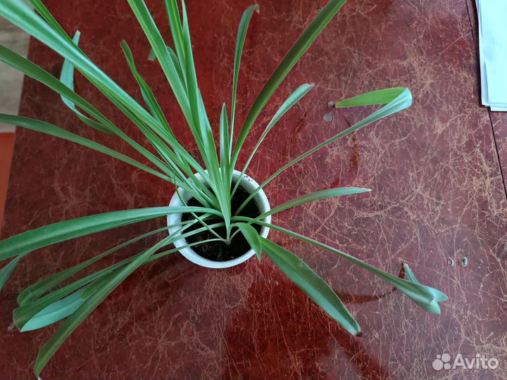 Комнатные растения