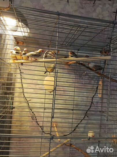 Зебровые амадины