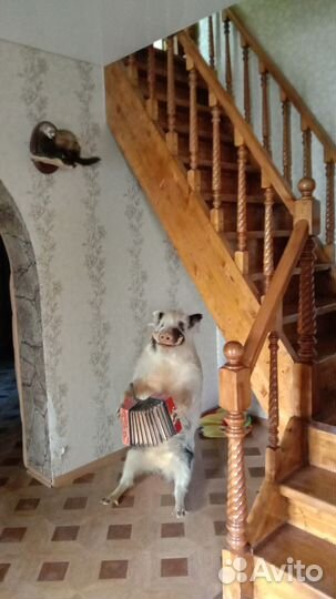 Продаю чучело кабана целиком с гармонью