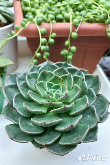 Суккуленты