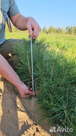 Саженцы ели европейской окс