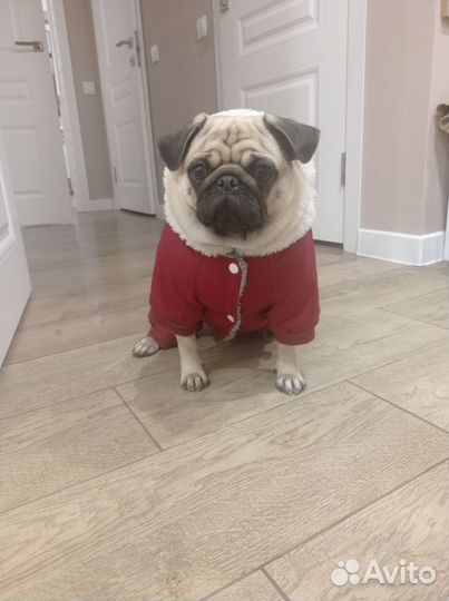 Комбез зимний для собаки