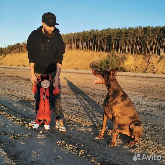 Доберман для фотосессии или видео
