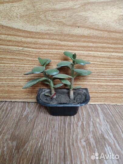 Толстянка, Эхеверия