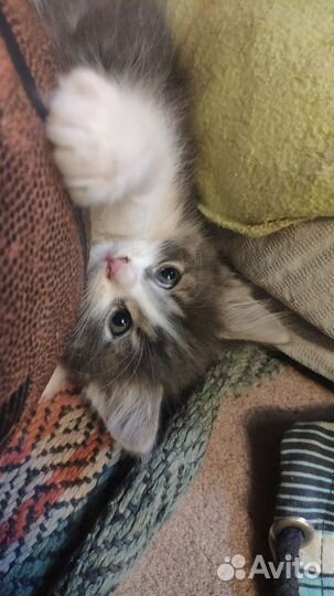 Котик мальчик