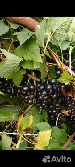 Саженцы черной смородины сорт Блэк Меджик Карбон