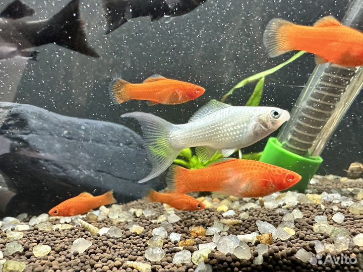 Аквариумные рыбки, корма, растения