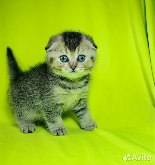 Шотландские скотиши