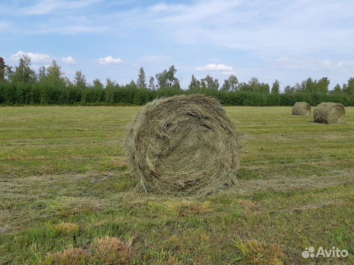 Сено, солома