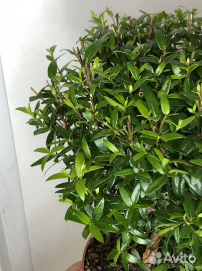 Мирт обыкновенный на штамбе 12d
