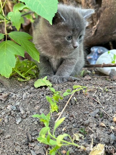 Котята совсем малютки