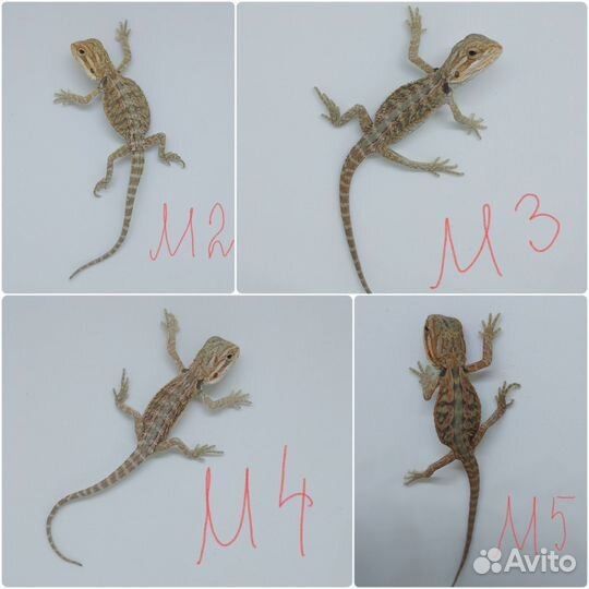 Бородатые агамы (цитрус, оранж)